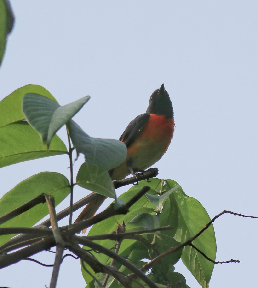 Small Minivet - ML624458172