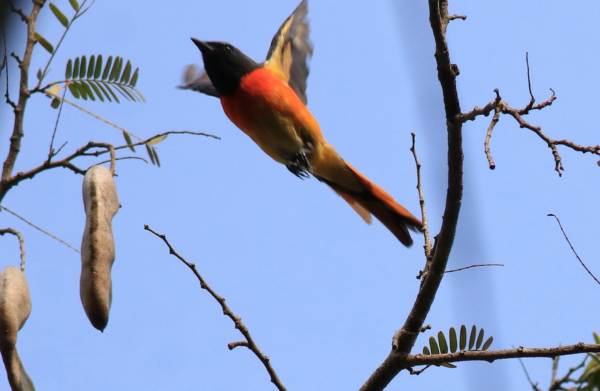 Small Minivet - ML624458173