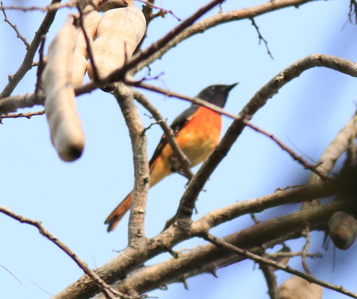 Small Minivet - ML624458174