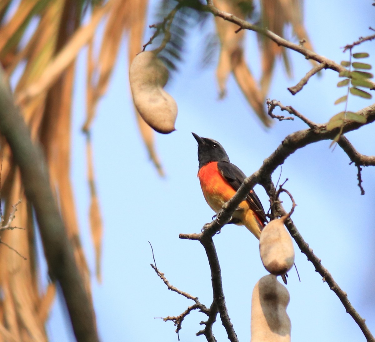 Small Minivet - ML624458175