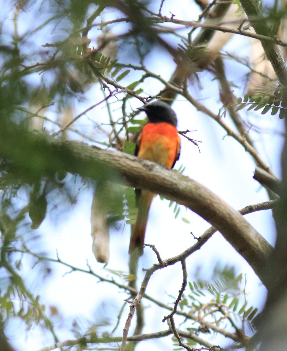 Small Minivet - ML624458177