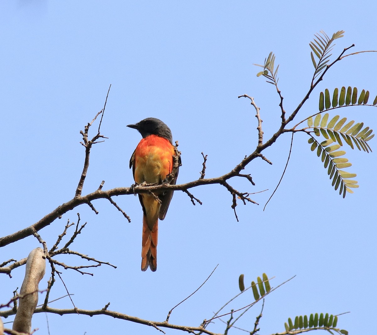 Small Minivet - ML624458178