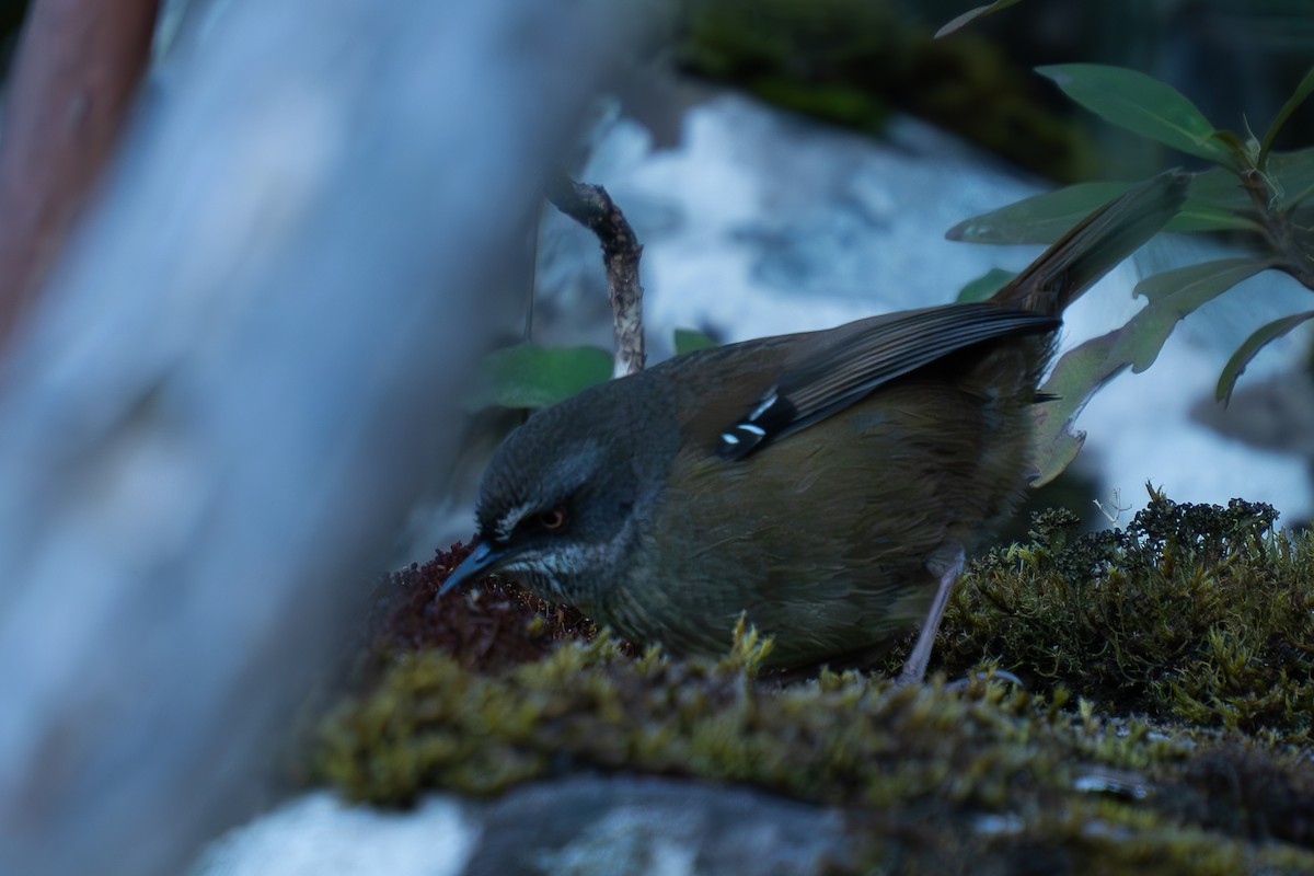 Tasmanian Scrubwren - ML624458232