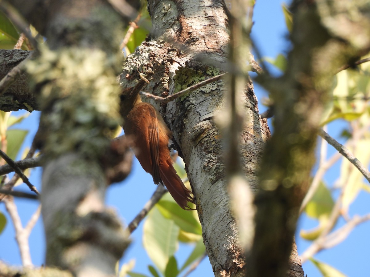 Uniform Woodcreeper - ML624458423