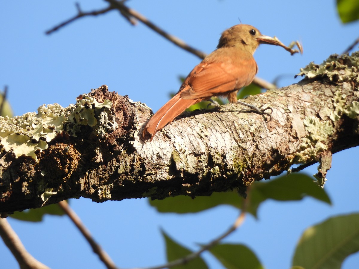 Uniform Woodcreeper - ML624458424