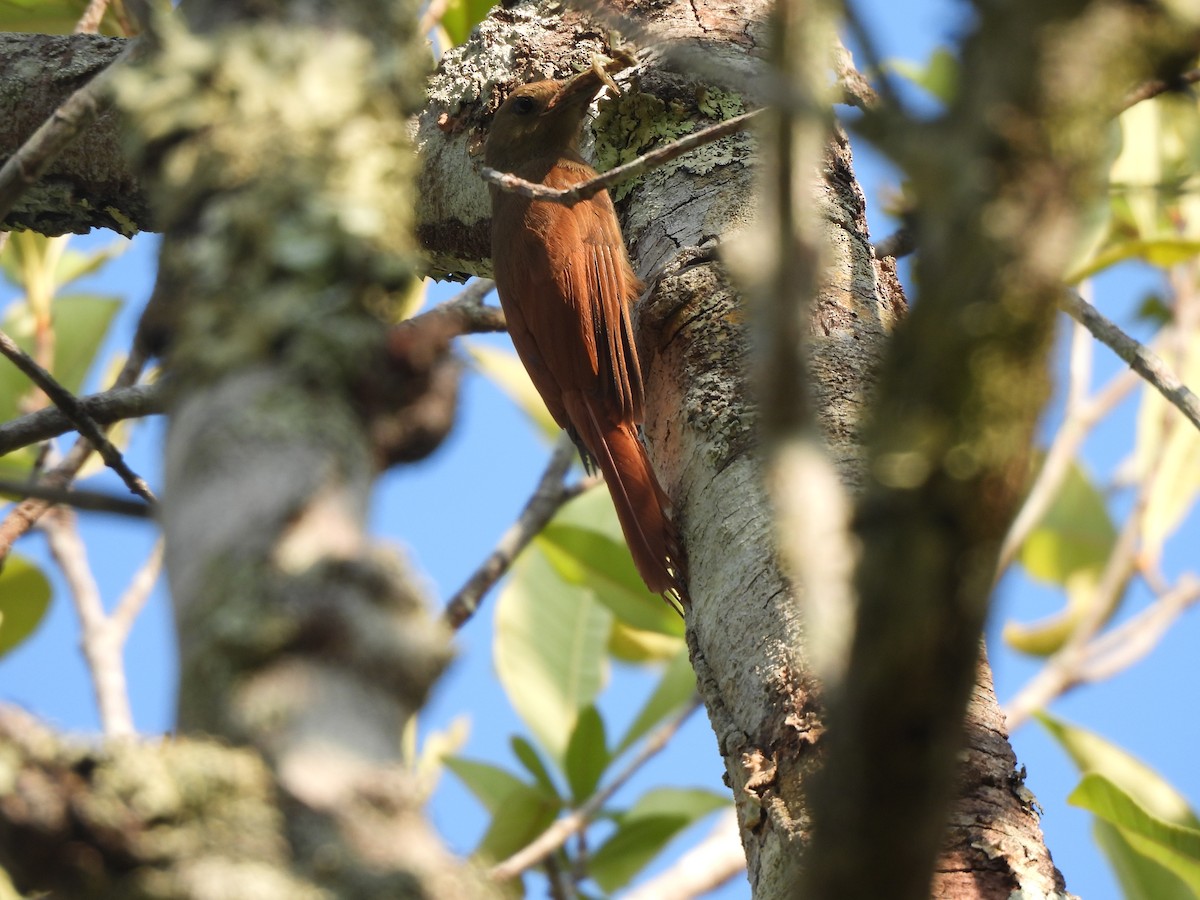 Uniform Woodcreeper - ML624458425