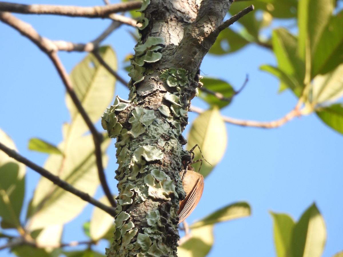 Uniform Woodcreeper - ML624458428