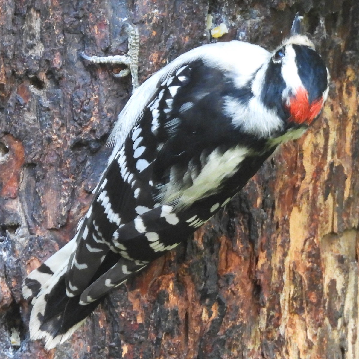 Downy Woodpecker (Eastern) - ML624458438