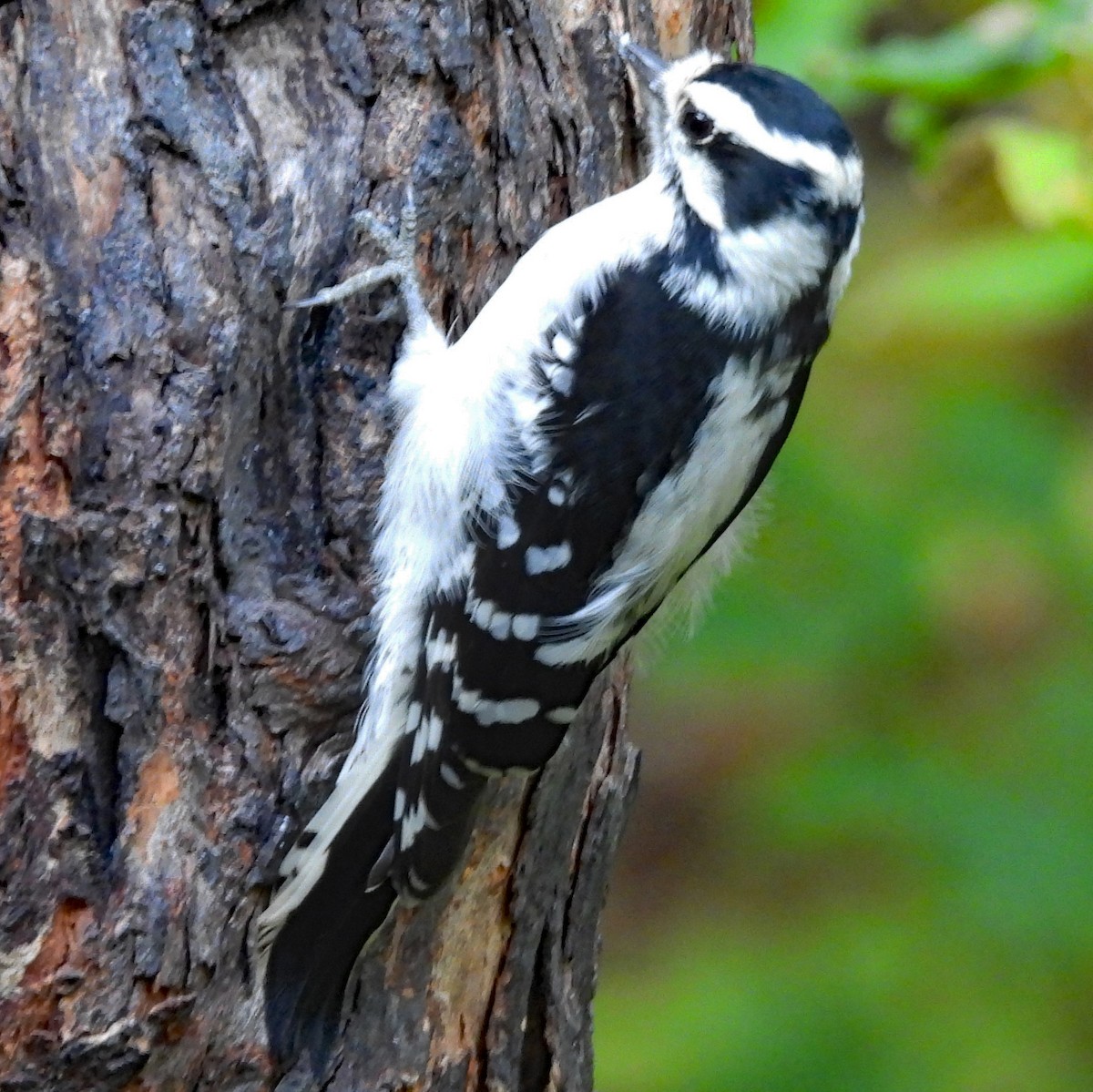 Downy Woodpecker (Eastern) - ML624458439