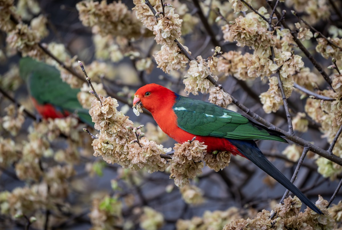 Australian King-Parrot - ML624458441