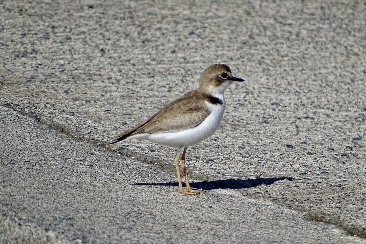 Collared Plover - ML624458558