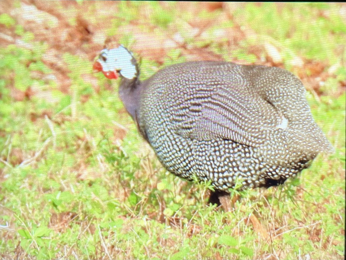 Helmeted Guineafowl (Domestic type) - ML624458566