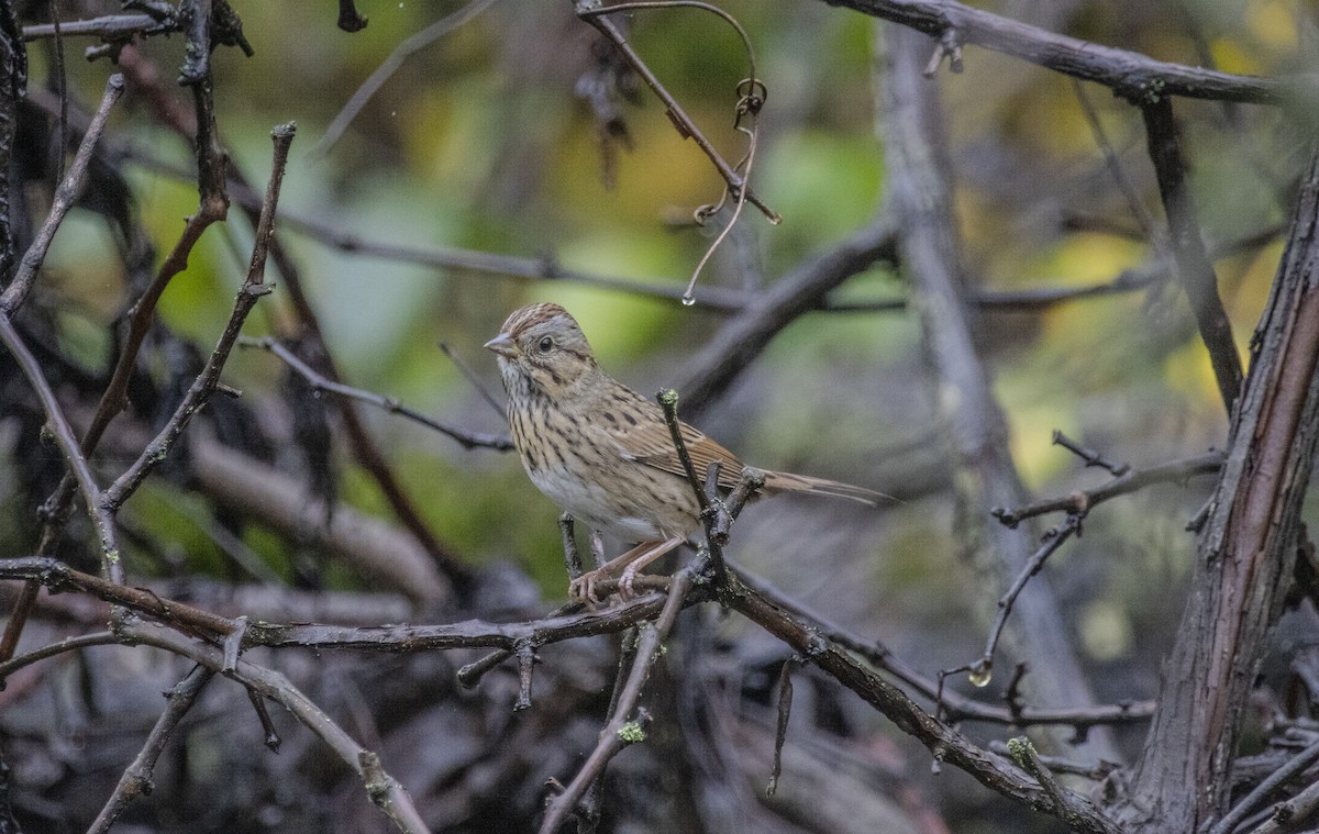 Lincoln's Sparrow - ML624458665