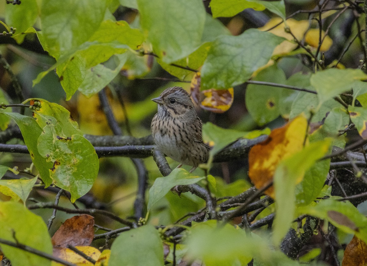 Lincoln's Sparrow - ML624458666