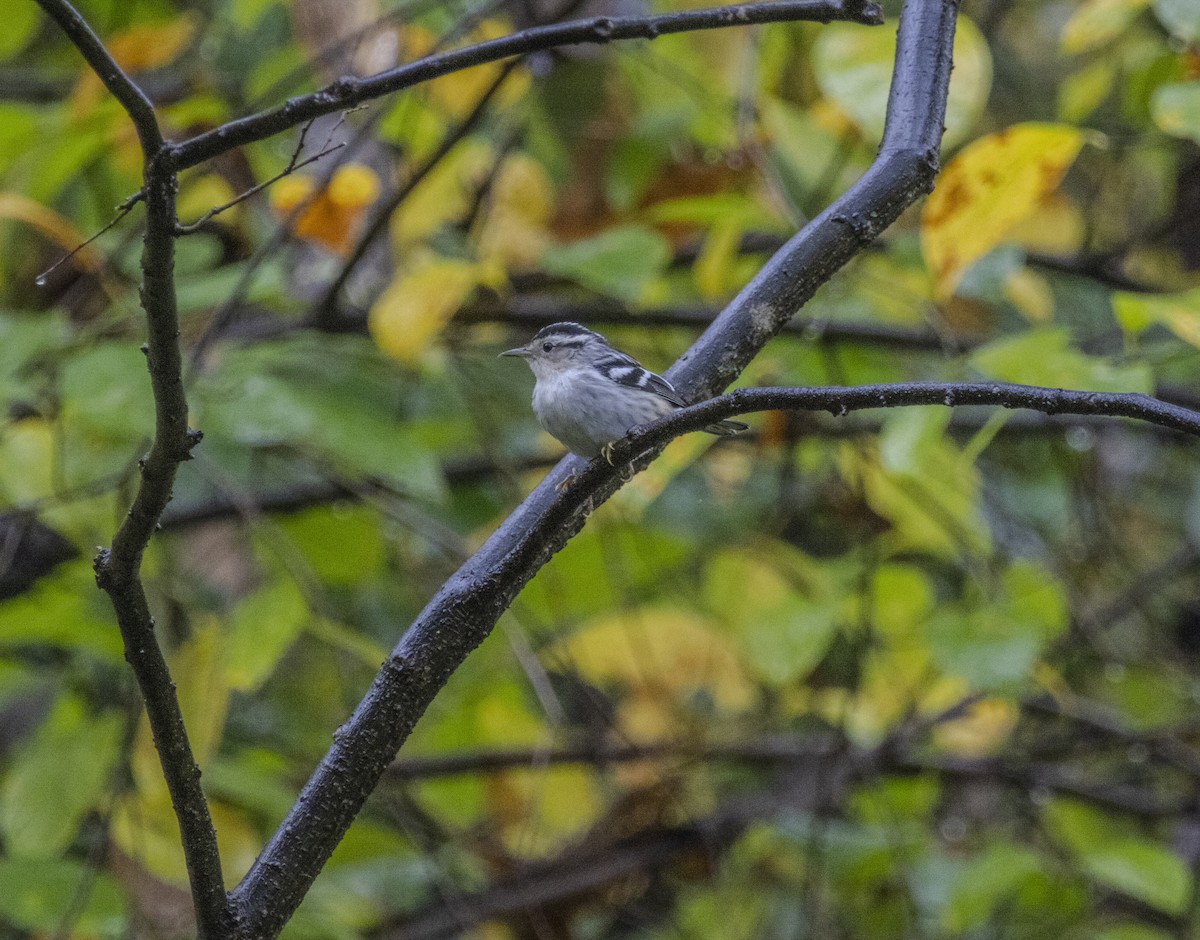 Black-and-white Warbler - ML624458672