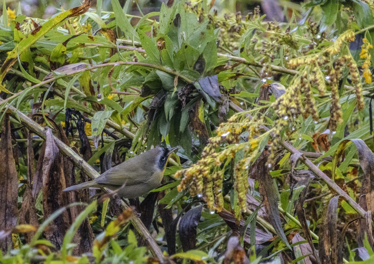 Common Yellowthroat - ML624458676