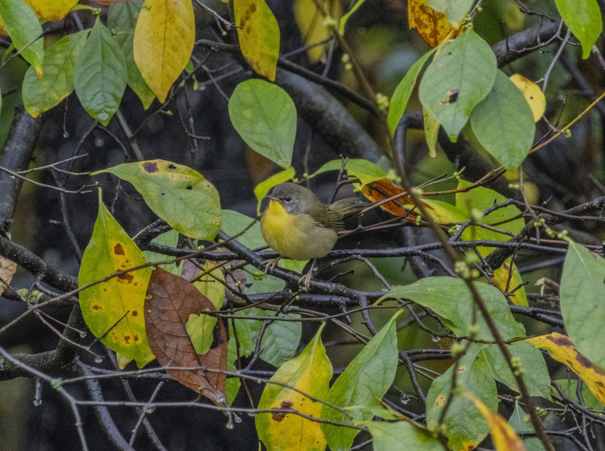 Common Yellowthroat - ML624458677