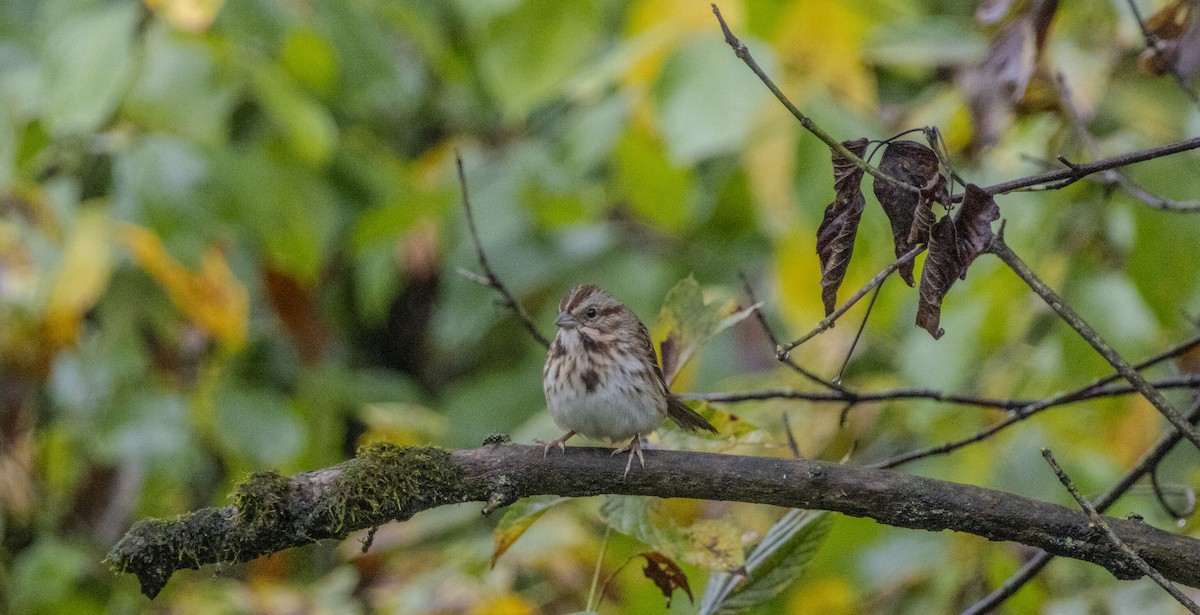 Song Sparrow (melodia/atlantica) - ML624458681