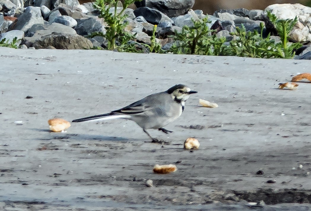 White Wagtail - ML624458789