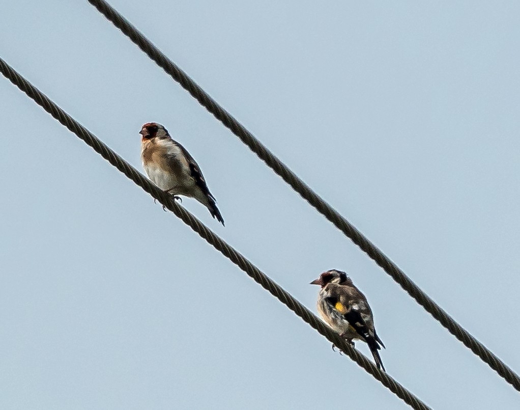 European Goldfinch - ML624458791