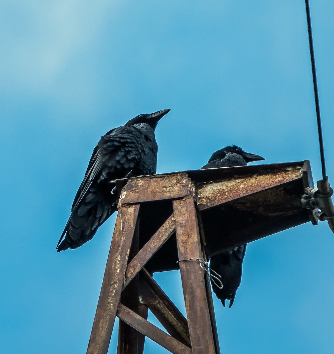 Common Raven - ML624458796