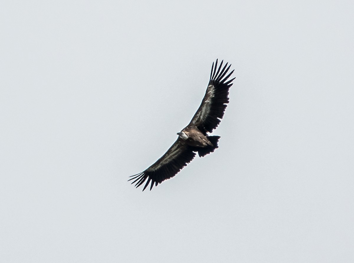 Eurasian Griffon - ML624458799