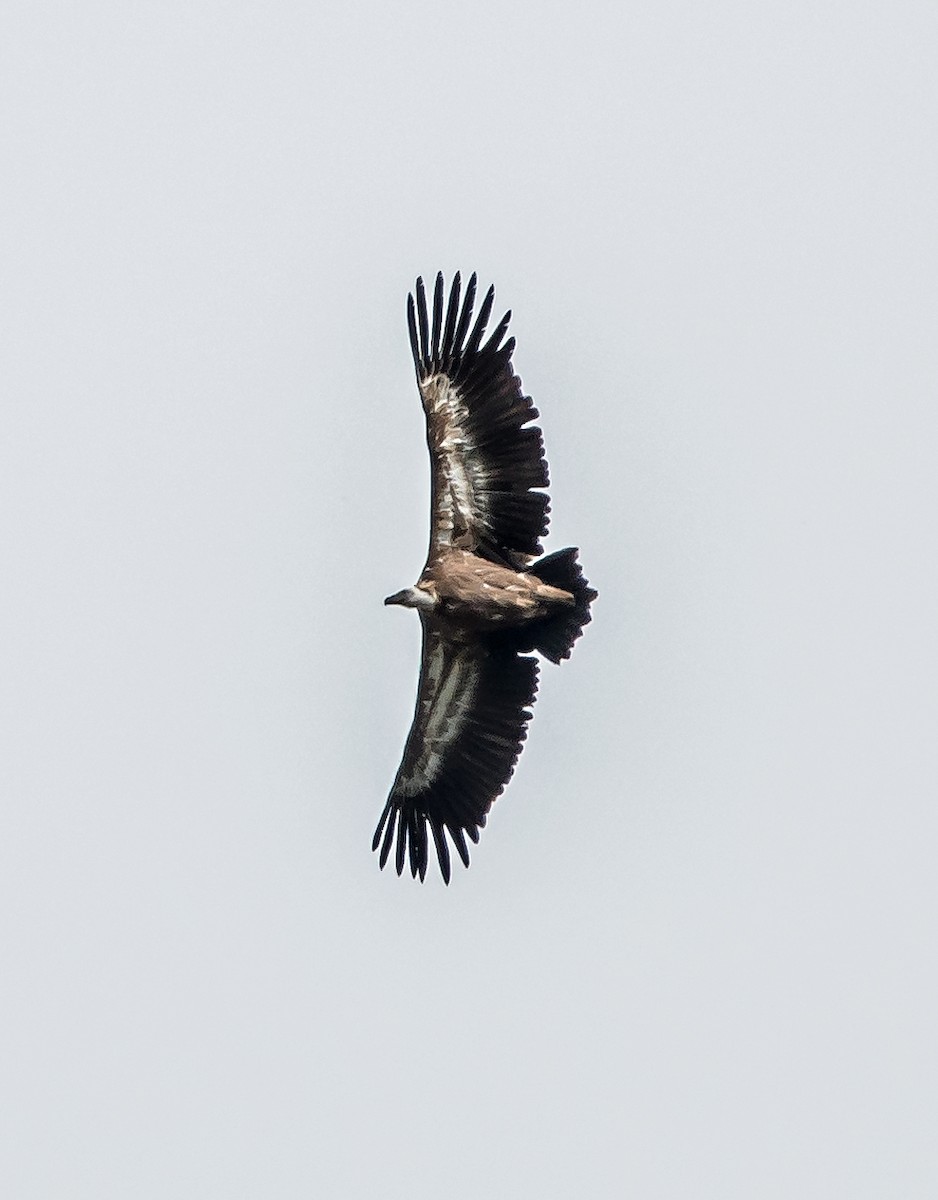 Eurasian Griffon - ML624458800