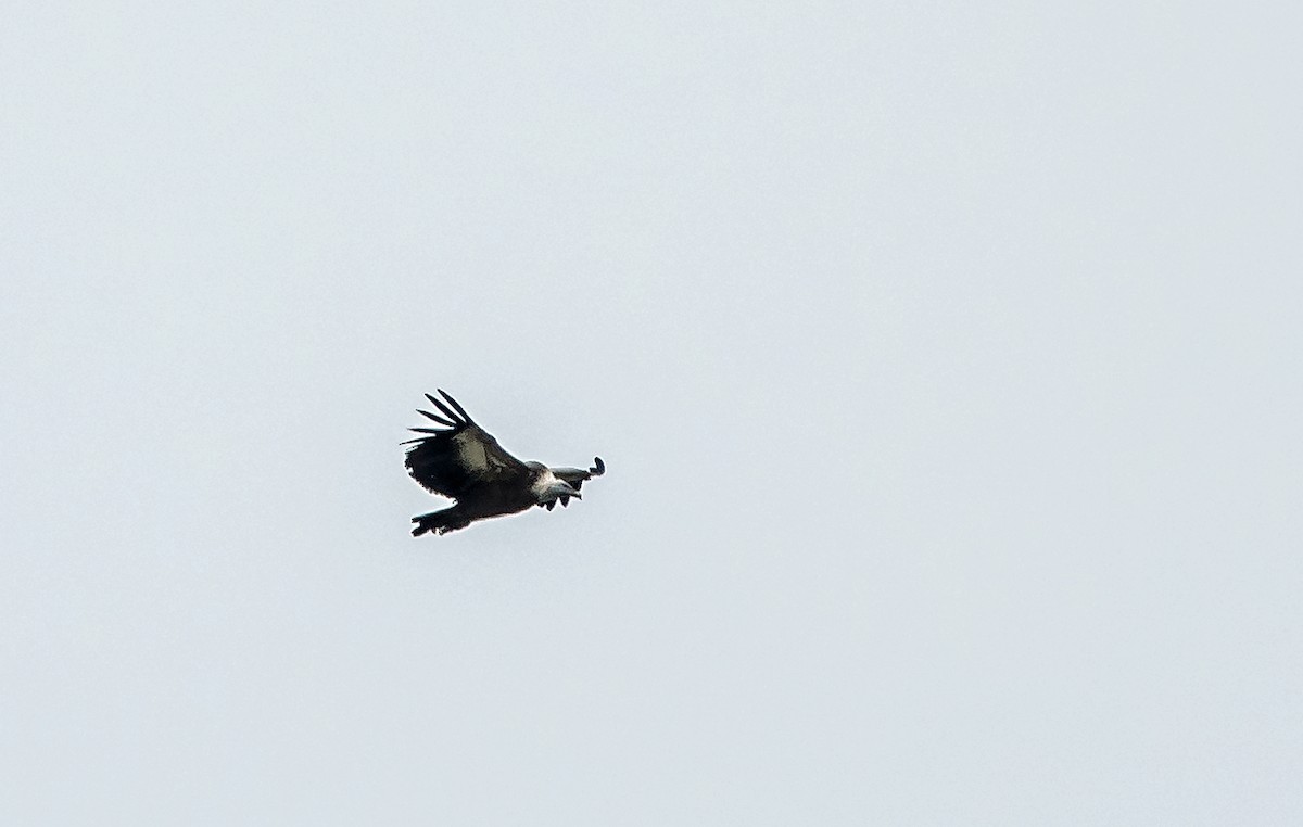 Eurasian Griffon - ML624458802