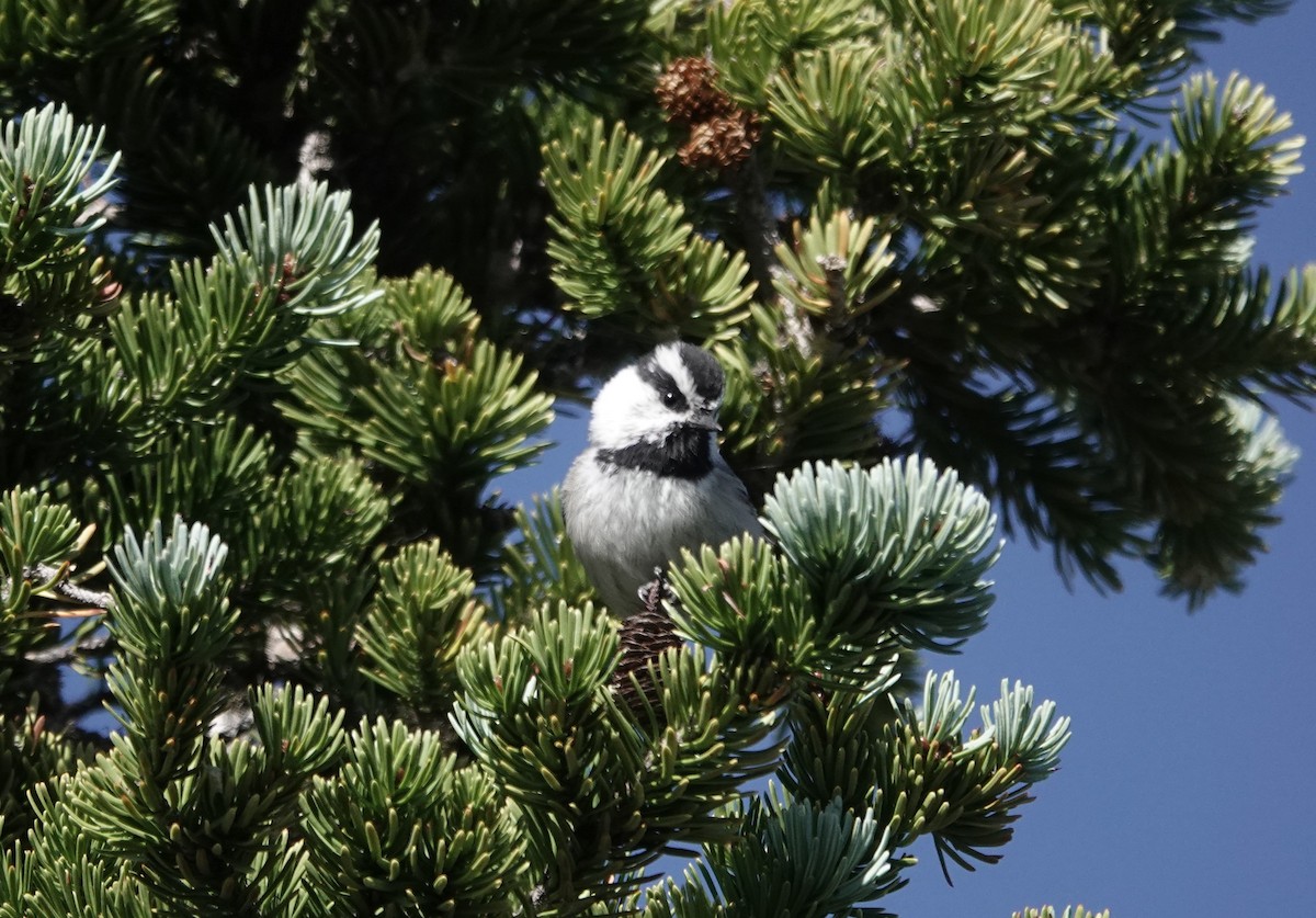 Mountain Chickadee - ML624458884