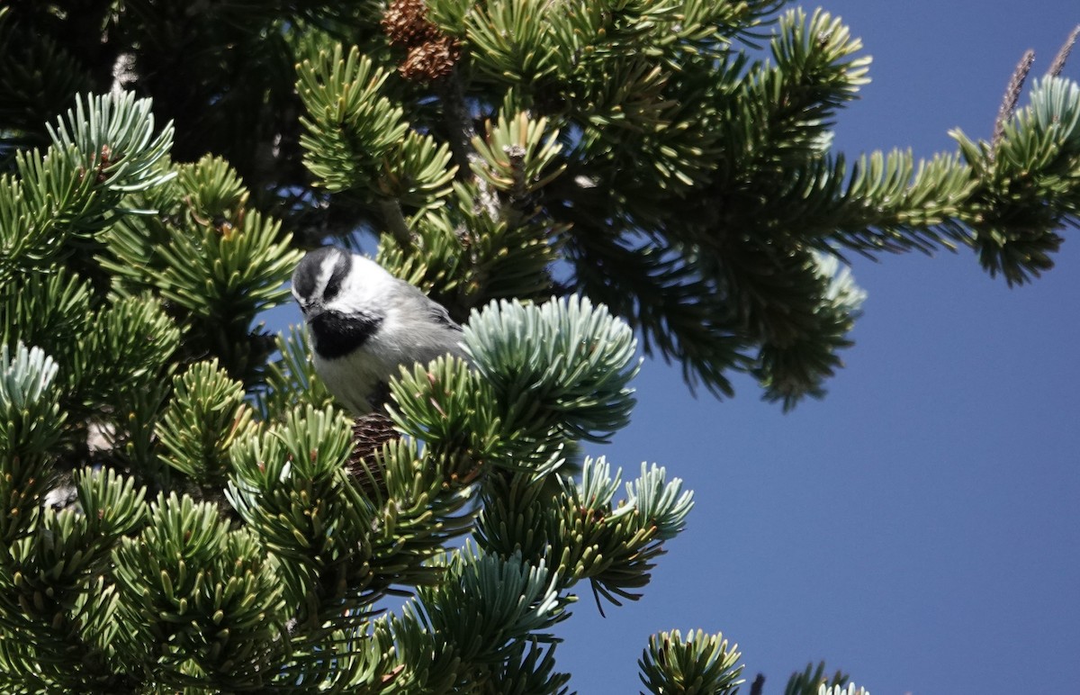 Mountain Chickadee - ML624458885