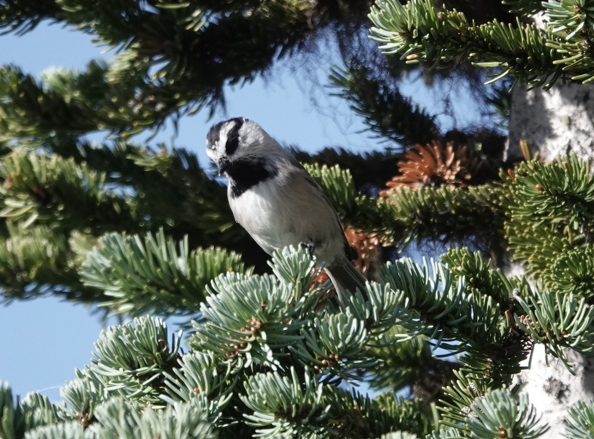 Mountain Chickadee - Peter Burke