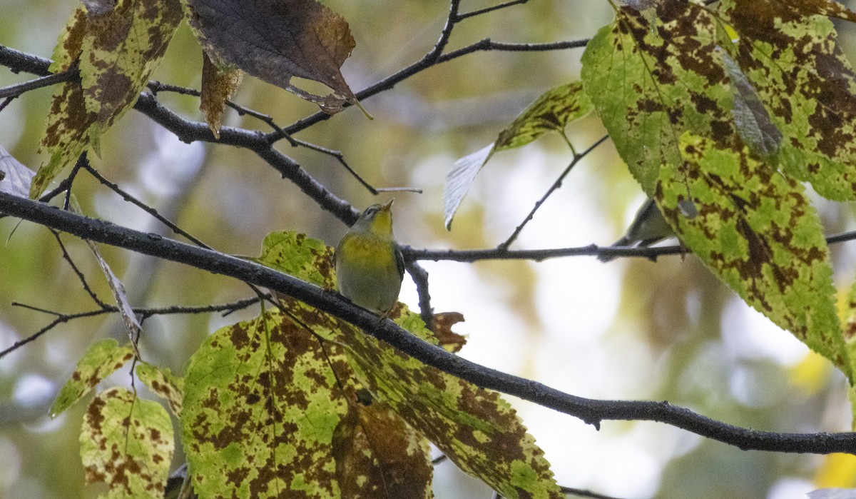 Northern Parula - ML624458932