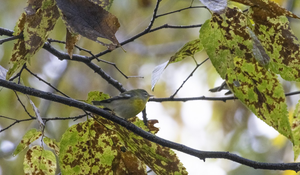 Northern Parula - ML624458935