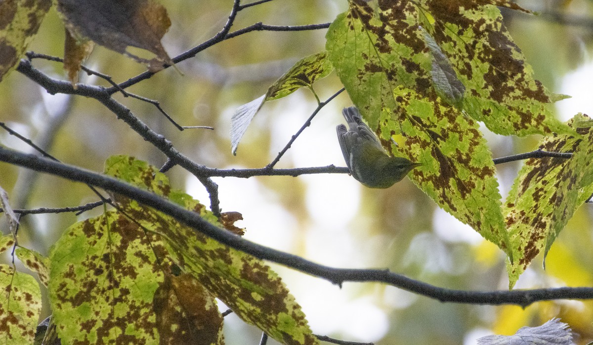 Northern Parula - ML624458937