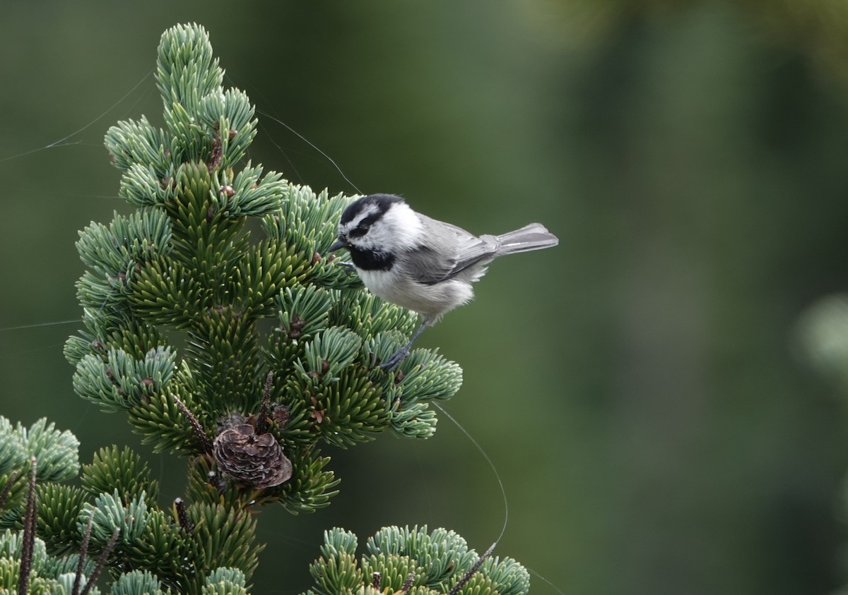 Mountain Chickadee - ML624459011