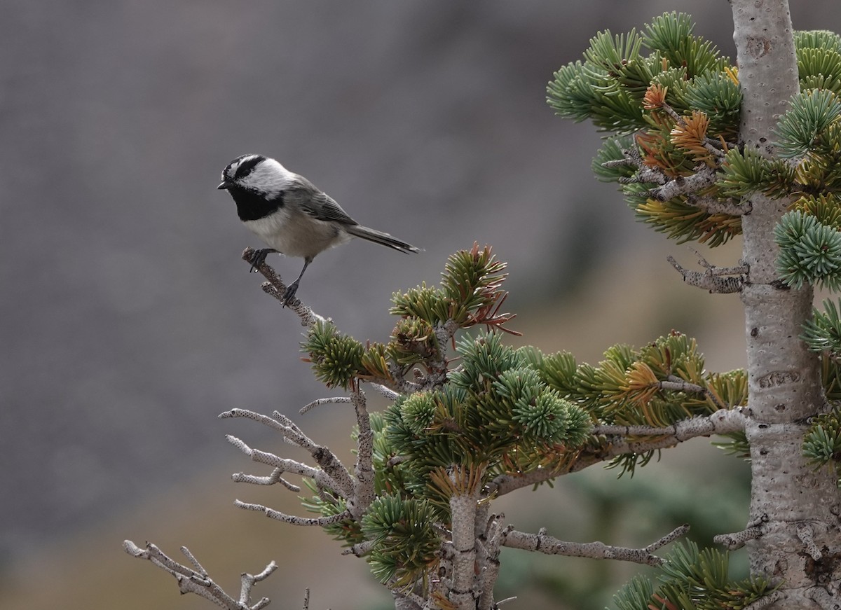 Mountain Chickadee - ML624459012