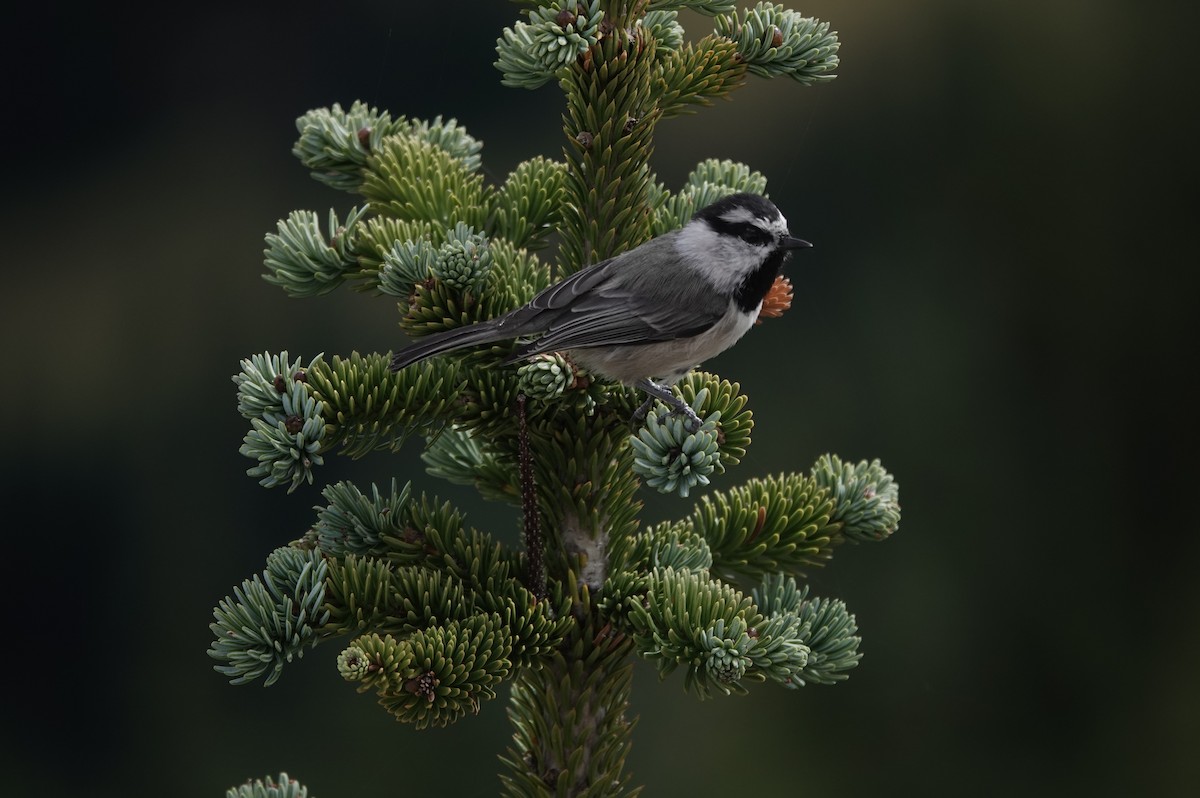 Mountain Chickadee - ML624459013