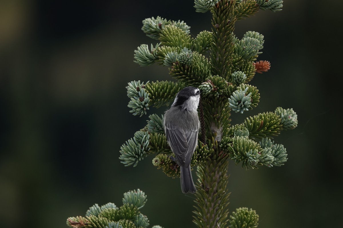 Mountain Chickadee - ML624459014