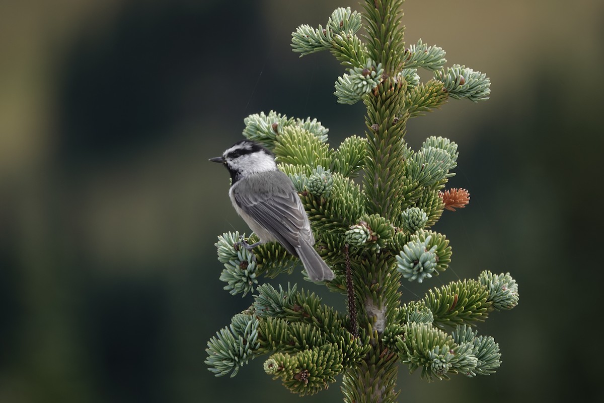 Mountain Chickadee - ML624459015