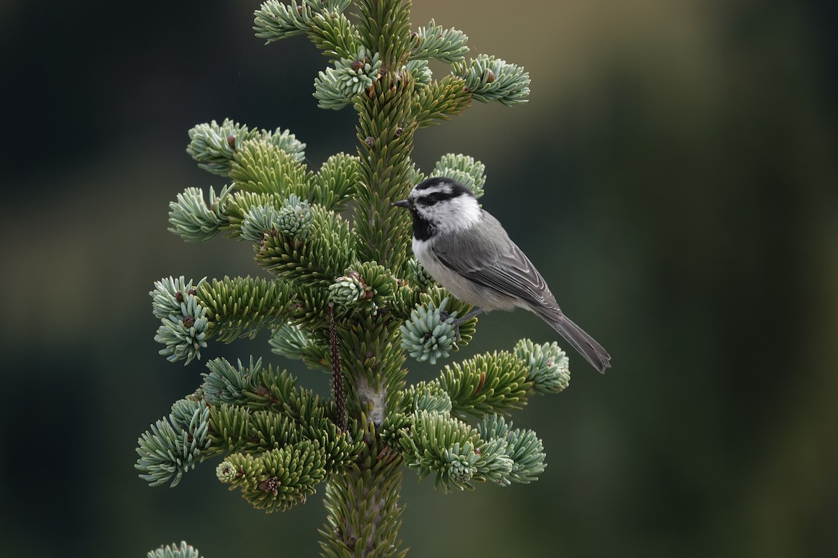 Mountain Chickadee - ML624459016