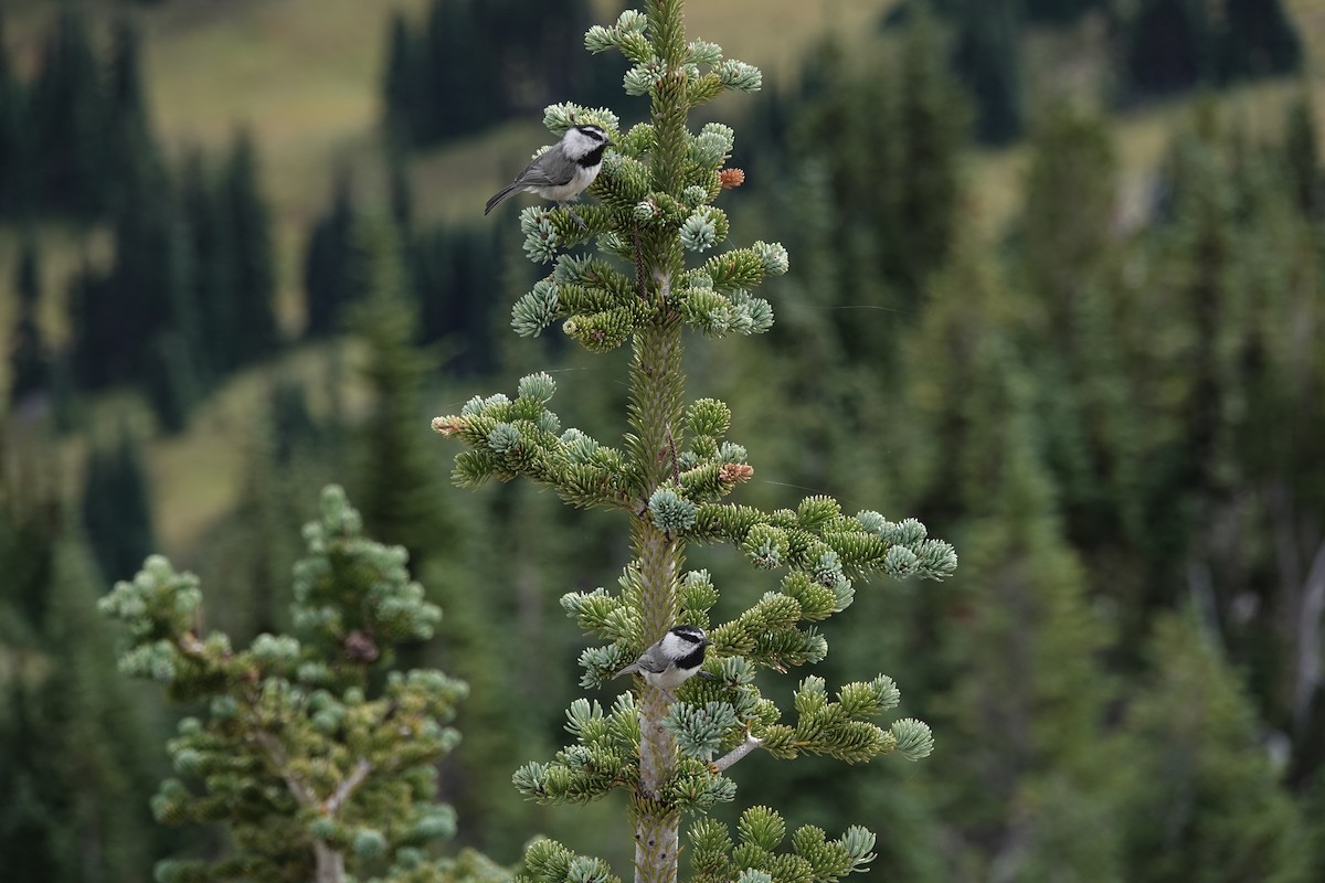 Mountain Chickadee - Peter Burke