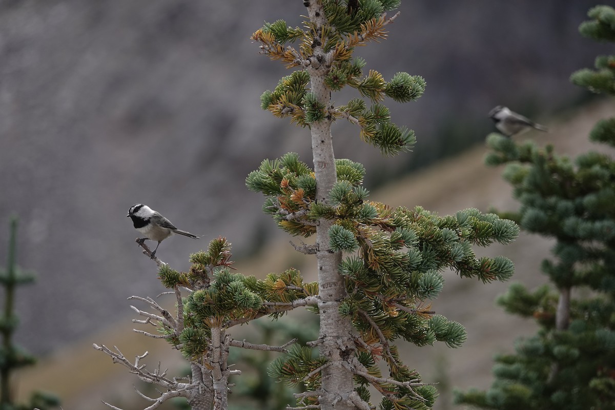 Mountain Chickadee - ML624459018