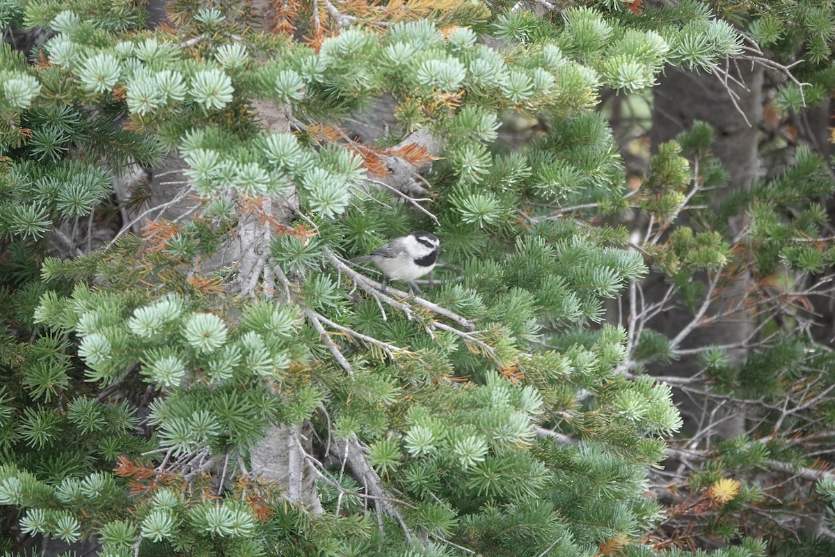 Mountain Chickadee - ML624459019