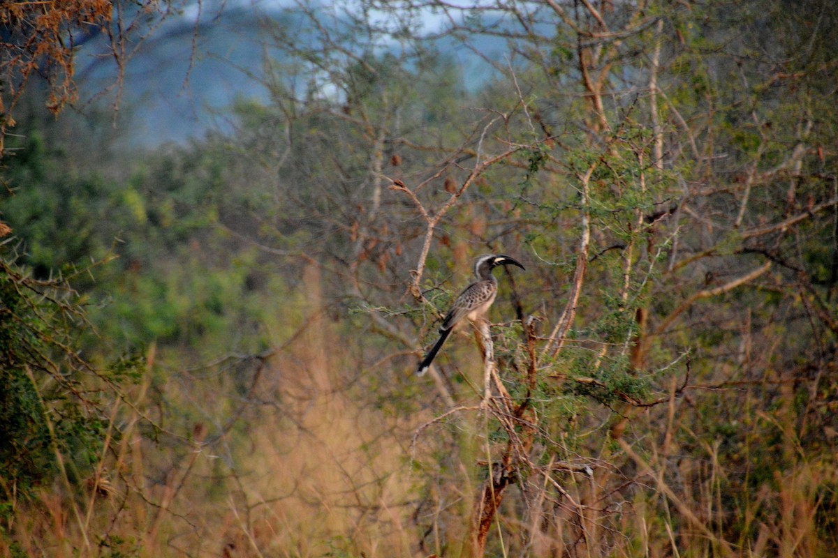 African Gray Hornbill - Katie Dustman