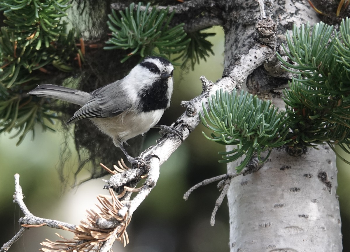 Mountain Chickadee - ML624459056