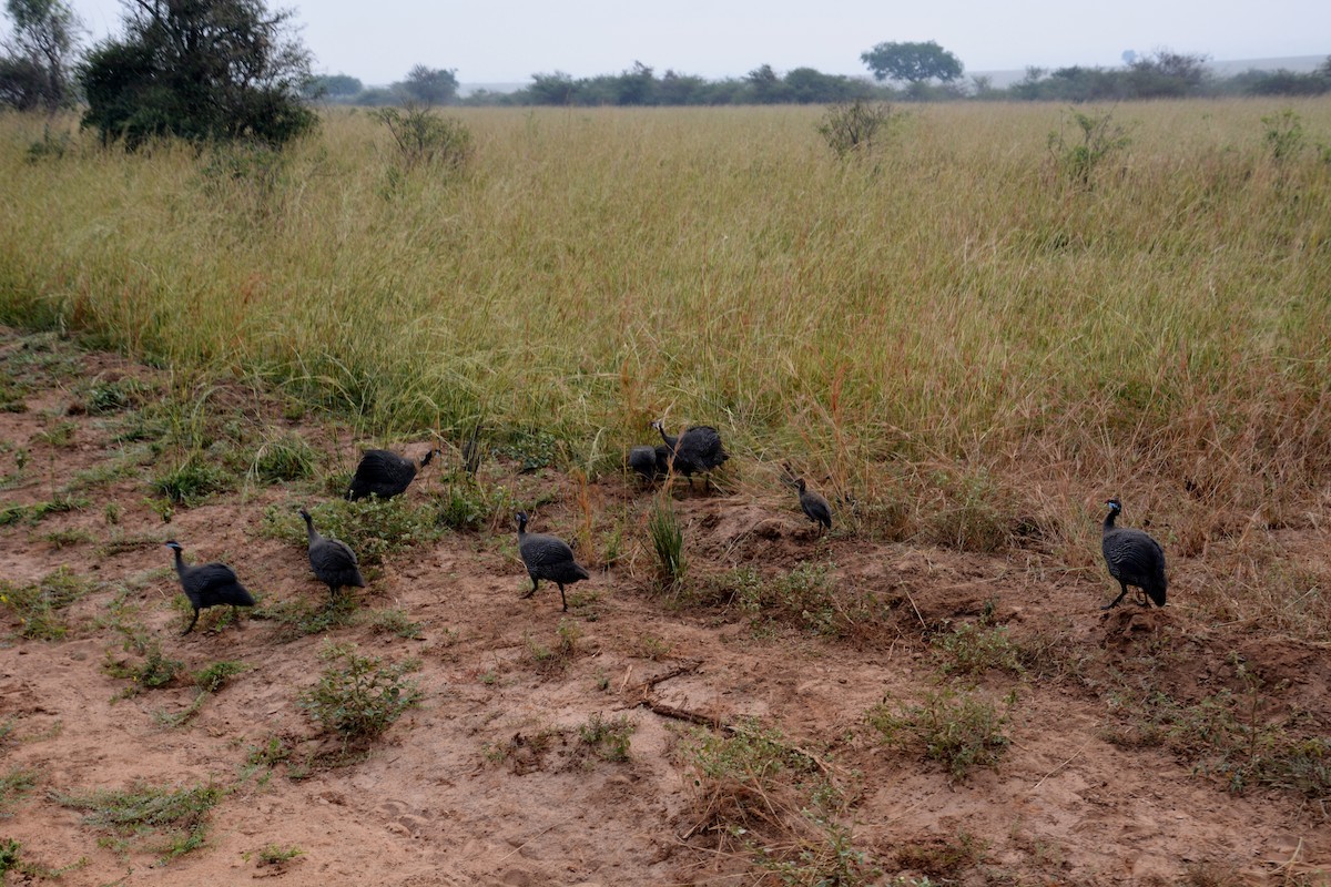 Helmeted Guineafowl - Katie Dustman