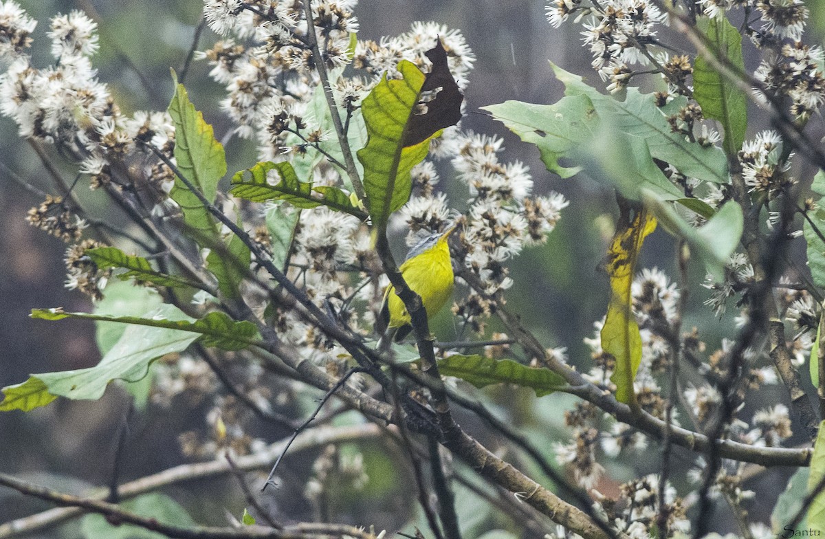 Gray-hooded Warbler - ML624459109