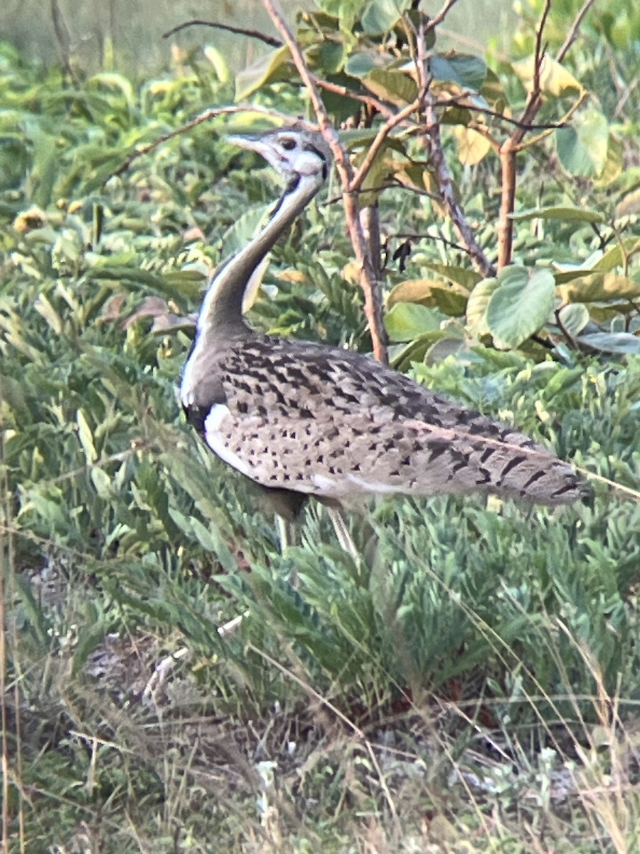Black-bellied Bustard - ML624459112