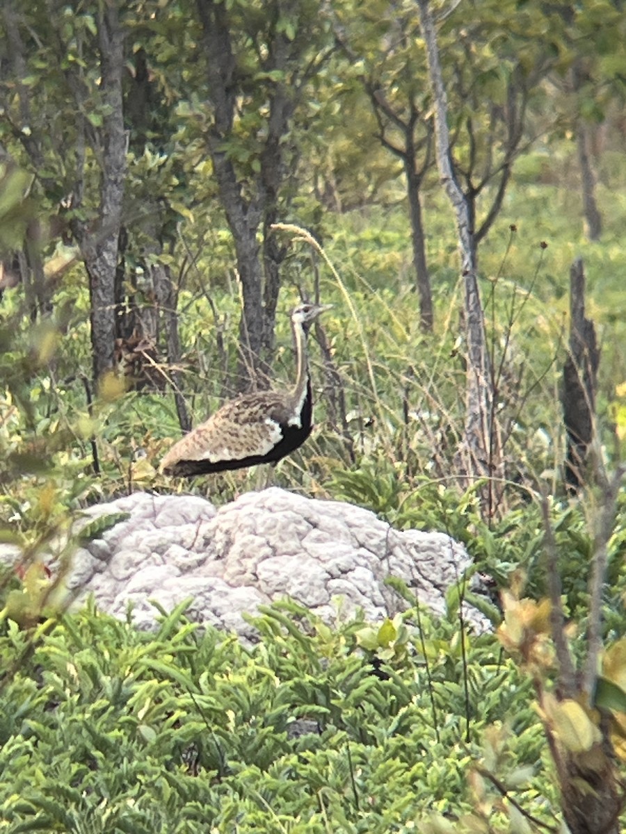 Black-bellied Bustard - ML624459113