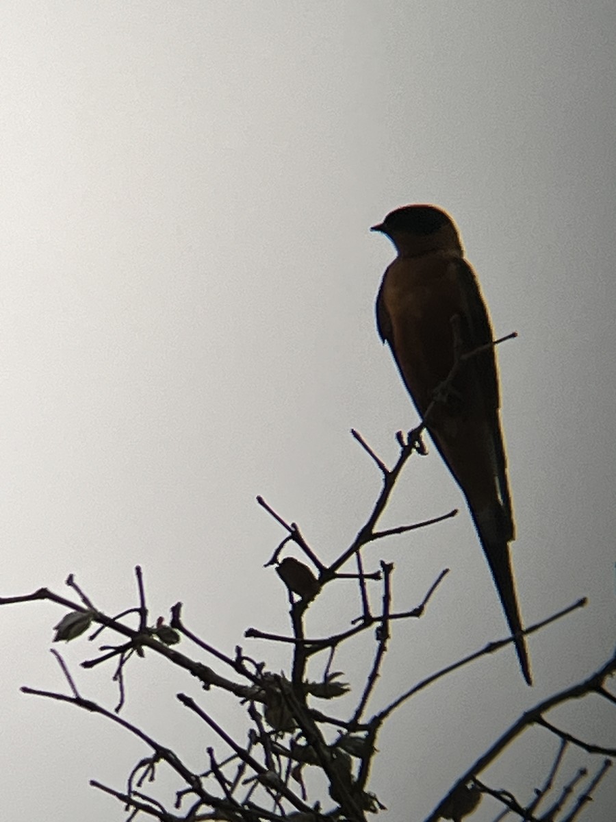 Rufous-chested Swallow - ML624459126